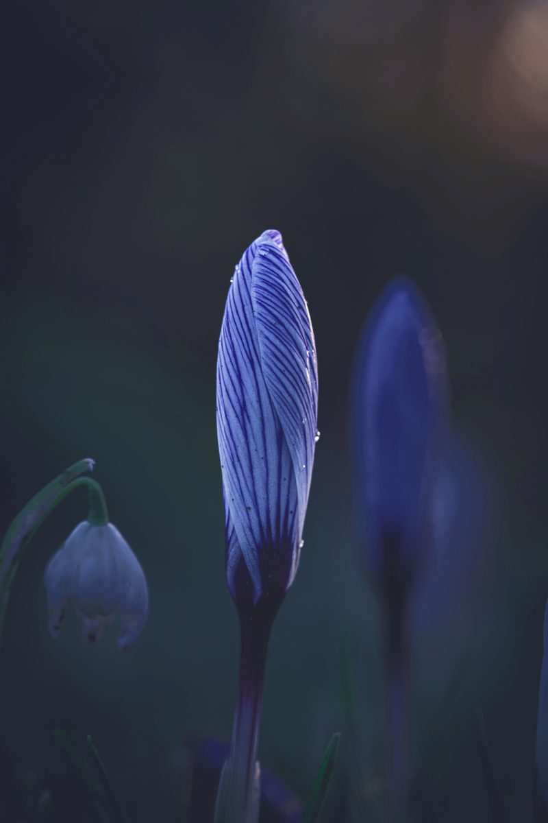 Blue Bud 주일학교